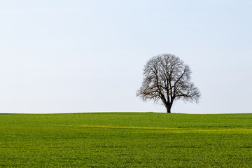 Einsamer Baum