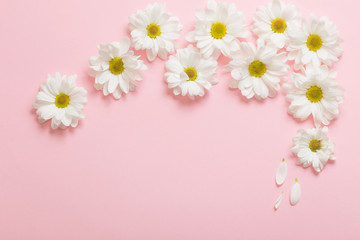 Naklejka na ściany i meble white chrysanthemum on pink paper background