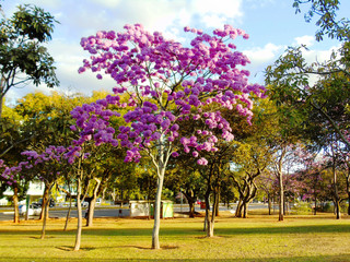 
Brazilian Cerrado tree in the country's capital