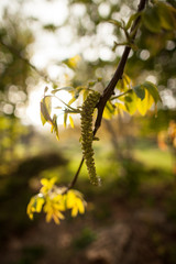 branch of a tree