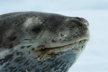 Leopard Seal on Ice Floe