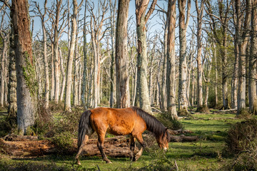 A wild pony in forest setting in the New Forest National Park, England - UK