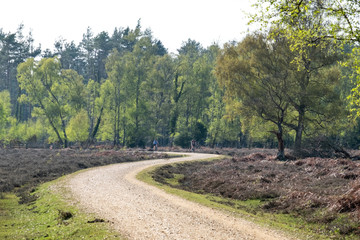 Beautiful ancient forest scene in the New Forest National Park, England - UK