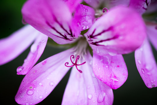 Fiori rosa e viola in un giardino di primavera