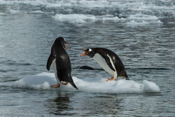 Gentoo Penguin on the ice