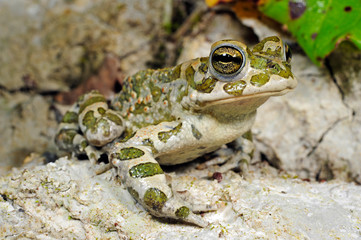 Wechselkröte / European green toad (Bufotes viridis) Deutschland / Germany