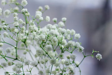  White flowers blooming gypsophila on a blurred background. Spring background.