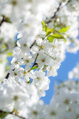 White tender flowers blossom on the branches of a cherry tree. Delicate signs springtime close-up.