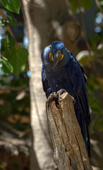 blue parrot