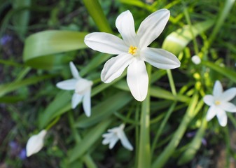 close-up of a pure white blossom with green leaves around