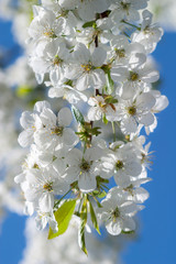 White tender flowers blossom on the branches of a cherry tree. Delicate signs springtime close-up.