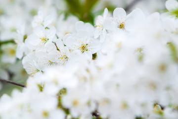 Fototapeta na wymiar White tender flowers blossom on the branches of a cherry tree. Delicate signs springtime close-up.
