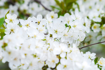 White tender flowers blossom on the branches of a cherry tree. Delicate signs springtime close-up.