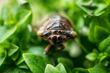 Cicada sits over a green tuft of basil 