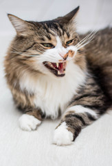 A brown, adult cat with green eyes yawns, showing its fangs. Lying on the light floor. Vertical photo. Side view.