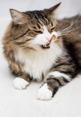 A brown, adult cat with green eyes yawns, showing its fangs. Lying on the light floor. Vertical photo. Side view.