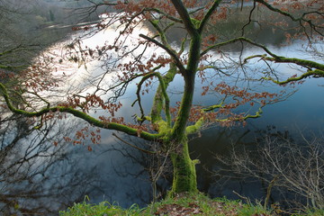 Ein mit Moos völlig bedeckter Baum, geschmückt mit dunkelroten Herbstblätter,  an der Obersee, in der Eifel. Die Sonne geht  unter aber leuchtet noch stark die Oberfläche des Wassers. 