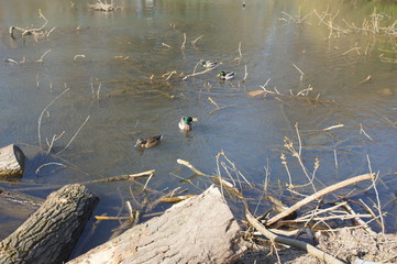 Enten am ölteich in Bielefeld