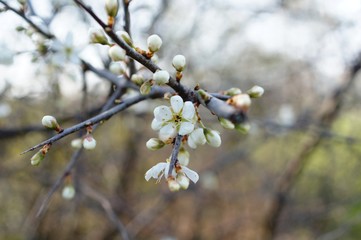weiße Blühten,Kirsche,Schlehe,Blüte