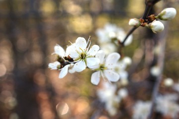 weiße Blühten,Kirsche,Schlehe