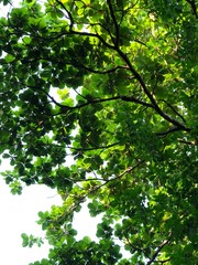 green leaves of a tree