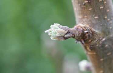 Close up of the apple tree buds, on green blurred background  - 333240335