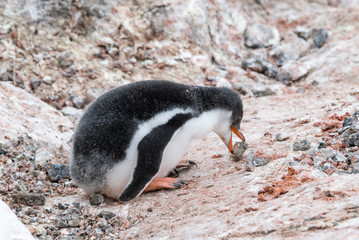 Fototapeta premium Gentoo Penguin chick