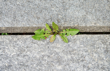 Dandelion and clover on the sidewalk between the paving bricks. Garden maintenance  - 333240386
