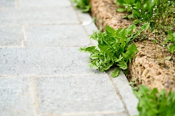Fotobehang Dandelion and clover on the sidewalk between the paving bricks. Garden maintenance  © jnsepeliova