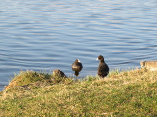 Blässhühner am See