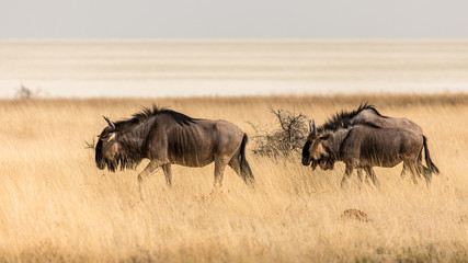 2 wildebeest walking in the savannah with Etosha's pan in the background, Namibia