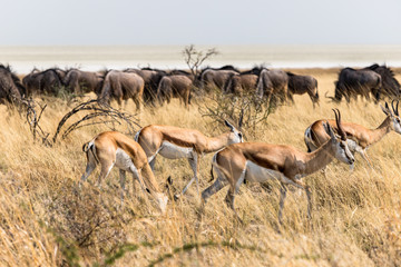 View of springboks with wildebeest in the background in the savannah of Etosha National Park,...