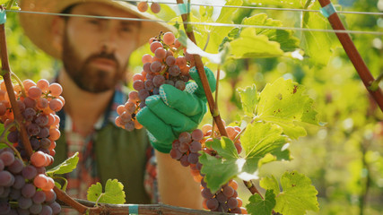 Close-up attractive winemaker selecting checking ripeness of red grape bunches in beautiful vineyard on sunny day. Concept of winemaking.