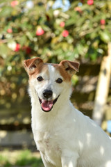 ジャックラッセルテリア