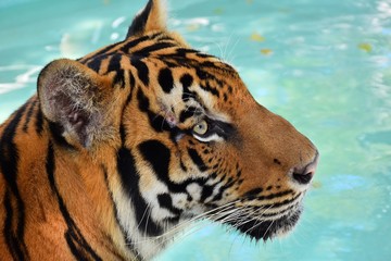 Fototapeta na wymiar Large bengal tiger in the water
