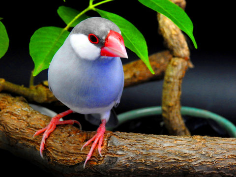 Java sparrow on branch