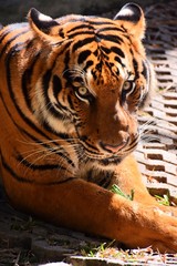 A large bengal tiger on the ground