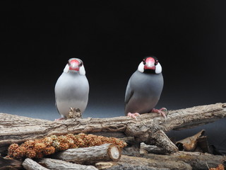 couple of Java sparrow 