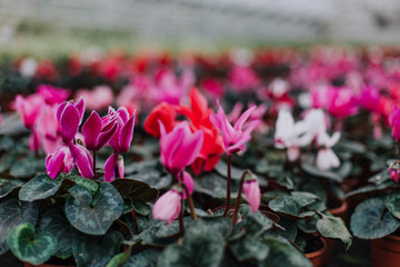 cropped view of woman choosing pink flowers in garden center