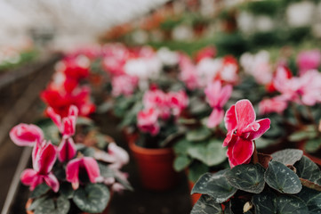cropped view of woman choosing pink flowers in garden center