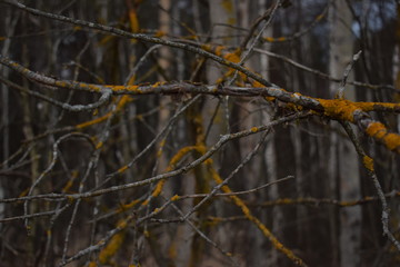 yellow tree branches in the forest