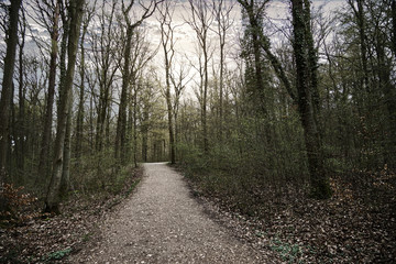 Waldweg.