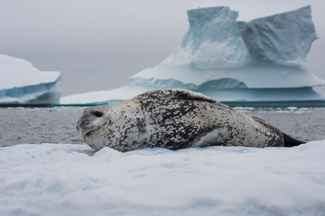 Leopard seal resting on an ice