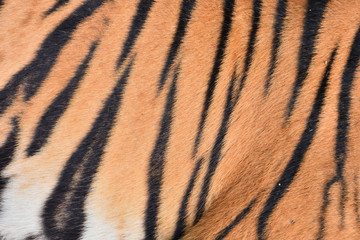 Bengal tiger pattern, in the middle of the body