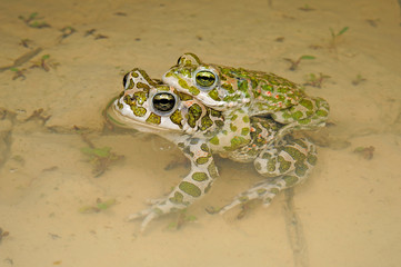 Couple of green toads (Bufotes viridis), Germany / Wechselkröten Pärchen im Amplexus, Deutschland 