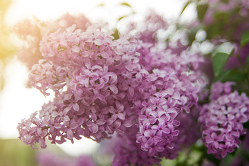 Beautiful lilac flowers. Spring blossom. Blooming lilac bush with tender tiny flower. Purple lilac flower on the bush. Summer time. Background