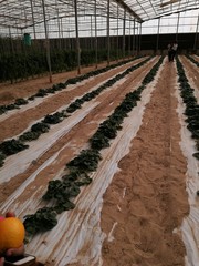 Beautiful Vegetables and fruits plantations .