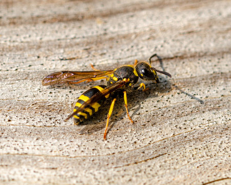 European Potter Wasp