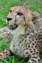 Cheetah's face and coarse hair