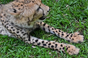 Naklejka na ściany i meble Black spots on the legs of the cheetah